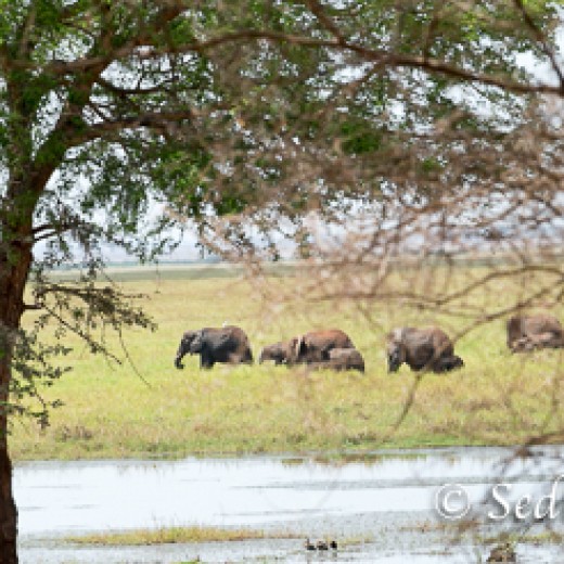 Elefant-7834.jpg   Elefanten, Tansania, Serengeti, Safari
Foto: © Johann Sedlmayr - s8-foto.de