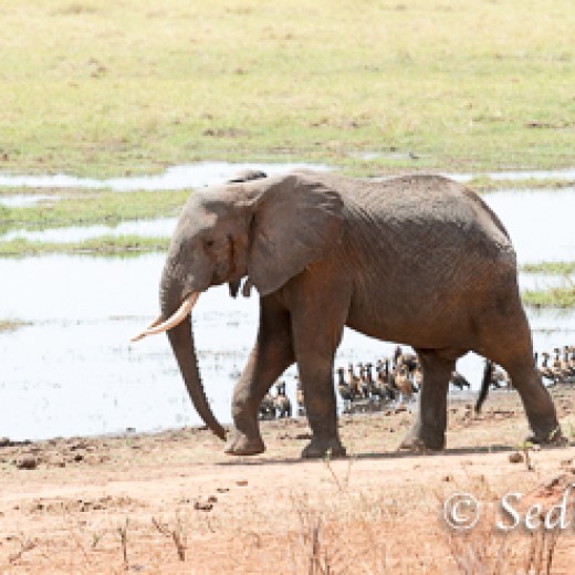 Elefant-7840.jpg   Elefanten, Tansania, Serengeti, Safari
Foto: © Johann Sedlmayr - s8-foto.de