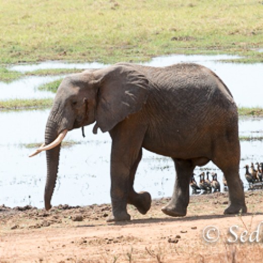 Elefant-7841.jpg   Elefanten, Tansania, Serengeti, Safari
Foto: © Johann Sedlmayr - s8-foto.de