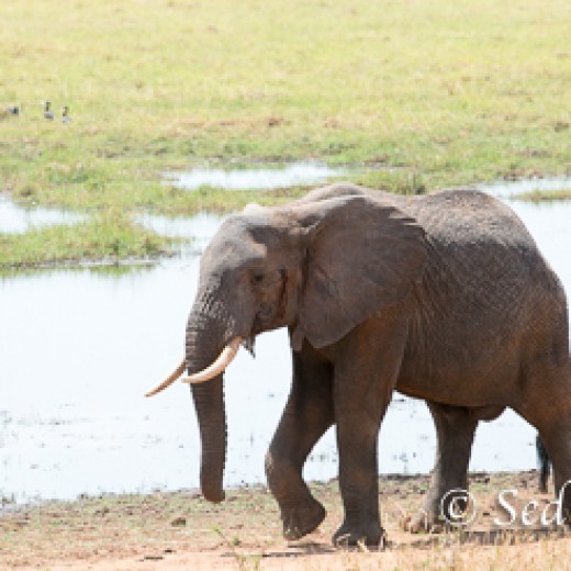 Elefant-7844.jpg   Elefanten, Tansania, Serengeti, Safari
Foto: © Johann Sedlmayr - s8-foto.de
