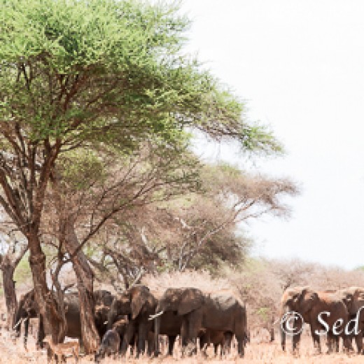 Elefant-7845.jpg   Elefanten, Tansania, Serengeti, Safari
Foto: © Johann Sedlmayr - s8-foto.de