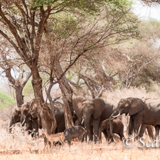 Elefant-7846.jpg   Elefanten, Tansania, Serengeti, Safari
Foto: © Johann Sedlmayr - s8-foto.de