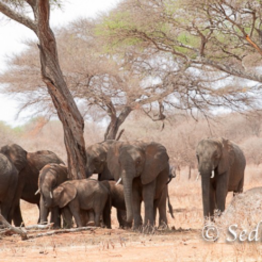 Elefant-7848.jpg   Elefanten, Tansania, Serengeti, Safari
Foto: © Johann Sedlmayr - s8-foto.de