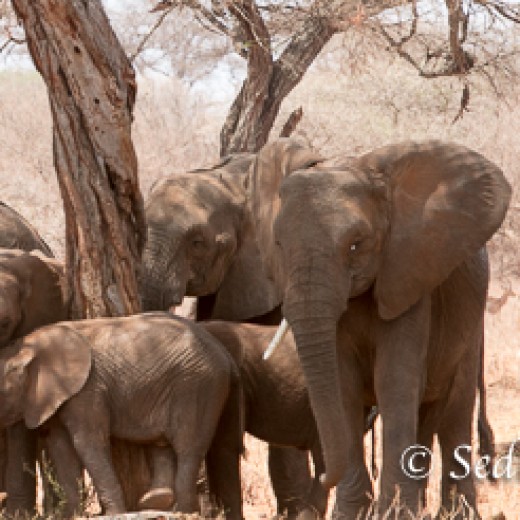 Elefant-7849.jpg   Elefanten, Tansania, Serengeti, Safari
Foto: © Johann Sedlmayr - s8-foto.de