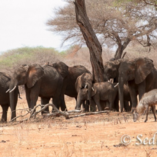 Elefant-7850.jpg   Elefanten, Tansania, Serengeti, Safari
Foto: © Johann Sedlmayr - s8-foto.de