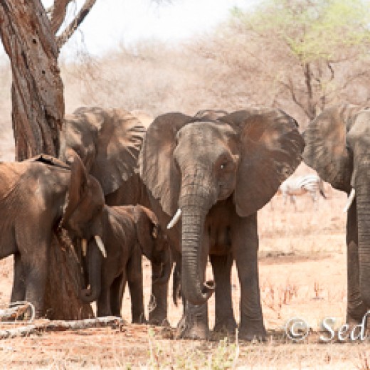 Elefant-7851.jpg   Elefanten, Tansania, Serengeti, Safari
Foto: © Johann Sedlmayr - s8-foto.de