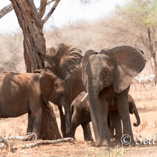 Elefant-7852.jpg   Elefanten, Tansania, Serengeti, Safari
Foto: © Johann Sedlmayr - s8-foto.de