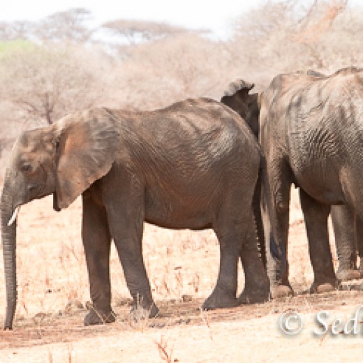 Elefant-7853.jpg   Elefanten, Tansania, Serengeti, Safari
Foto: © Johann Sedlmayr - s8-foto.de