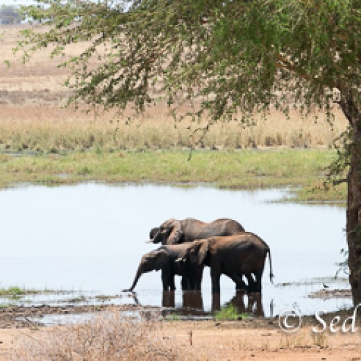 Elefant-7854.jpg   Elefanten, Tansania, Serengeti, Safari
Foto: © Johann Sedlmayr - s8-foto.de
