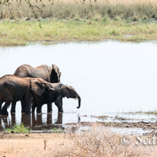 Elefant-7856.jpg   Elefanten, Tansania, Serengeti, Safari
Foto: © Johann Sedlmayr - s8-foto.de