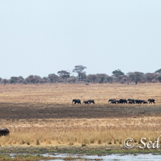 Elefant-7860.jpg   Elefanten, Tansania, Serengeti, Safari
Foto: © Johann Sedlmayr - s8-foto.de