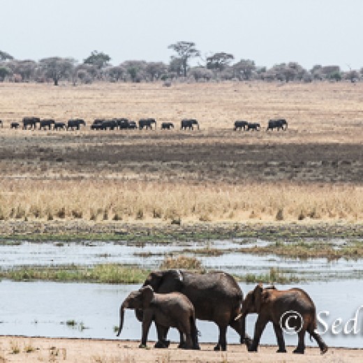 Elefant-7861.jpg   Elefanten, Tansania, Serengeti, Safari
Foto: © Johann Sedlmayr - s8-foto.de