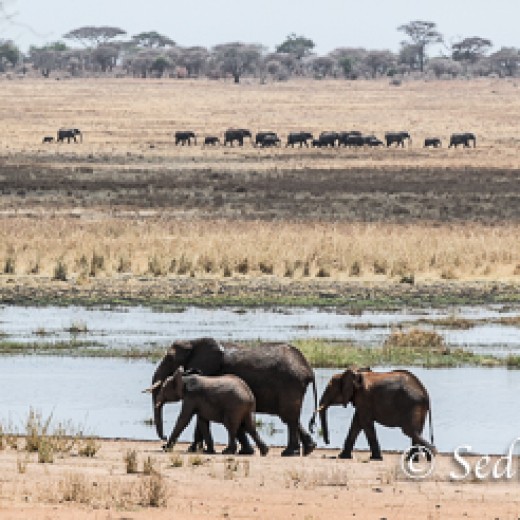 Elefant-7862.jpg   Elefanten, Tansania, Serengeti, Safari
Foto: © Johann Sedlmayr - s8-foto.de
