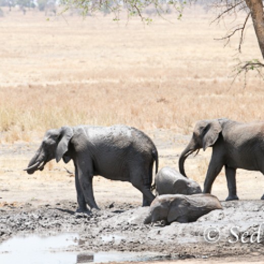 Elefant-7871.jpg   Elefanten, Tansania, Serengeti, Safari
Foto: © Johann Sedlmayr - s8-foto.de