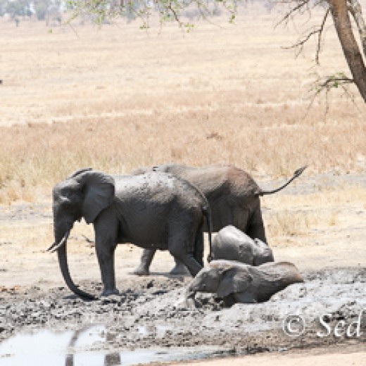 Elefant-7872.jpg   Elefanten, Tansania, Serengeti, Safari
Foto: © Johann Sedlmayr - s8-foto.de