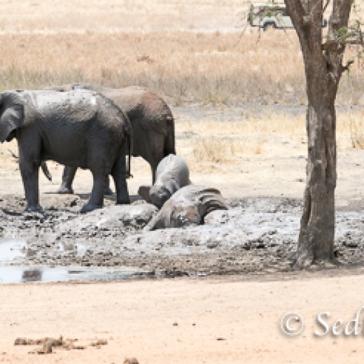 Elefant-7873.jpg   Elefanten, Tansania, Serengeti, Safari
Foto: © Johann Sedlmayr - s8-foto.de