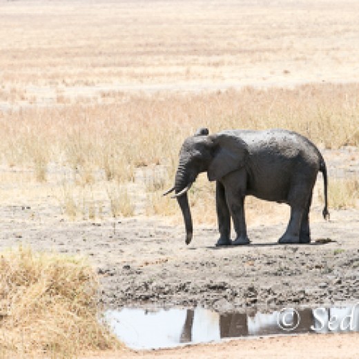 Elefant-7874.jpg   Elefanten, Tansania, Serengeti, Safari
Foto: © Johann Sedlmayr - s8-foto.de