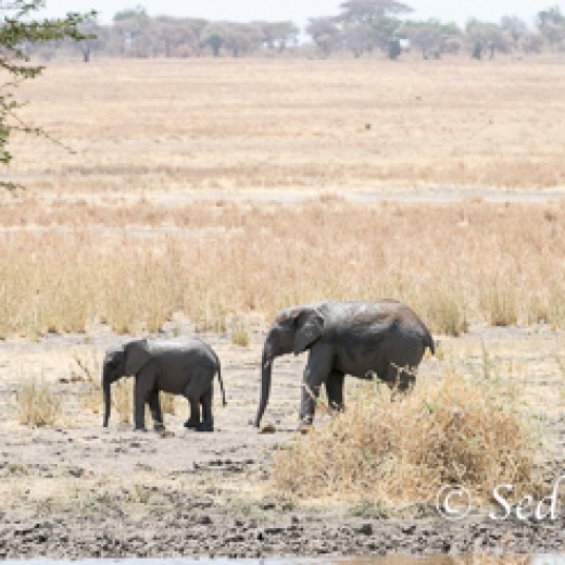 Elefant-7875.jpg   Elefanten, Tansania, Serengeti, Safari
Foto: © Johann Sedlmayr - s8-foto.de