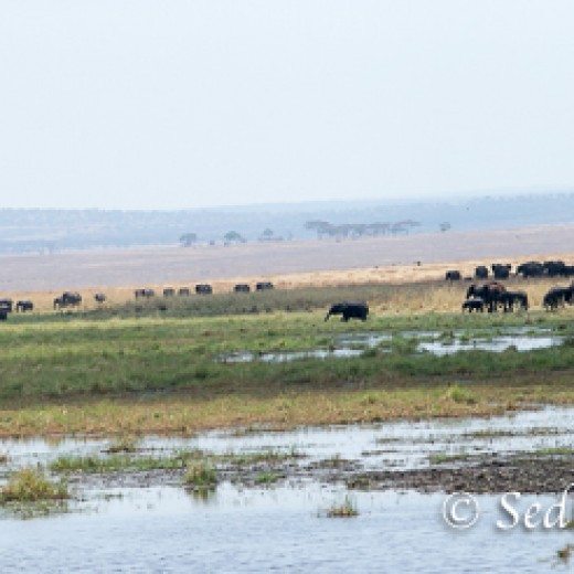 Elefant-7877.jpg   Elefanten, Tansania, Serengeti, Safari
Foto: © Johann Sedlmayr - s8-foto.de