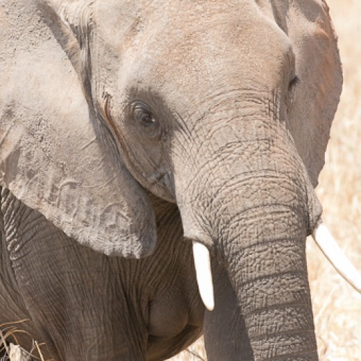 Elefant-7879.jpg   Elefanten, Tansania, Serengeti, Safari
Foto: © Johann Sedlmayr - s8-foto.de
