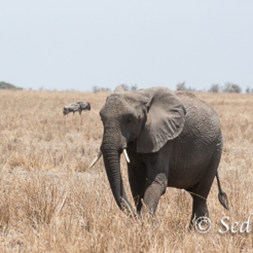 Elefant-7880.jpg   Elefanten, Tansania, Serengeti, Safari
Foto: © Johann Sedlmayr - s8-foto.de