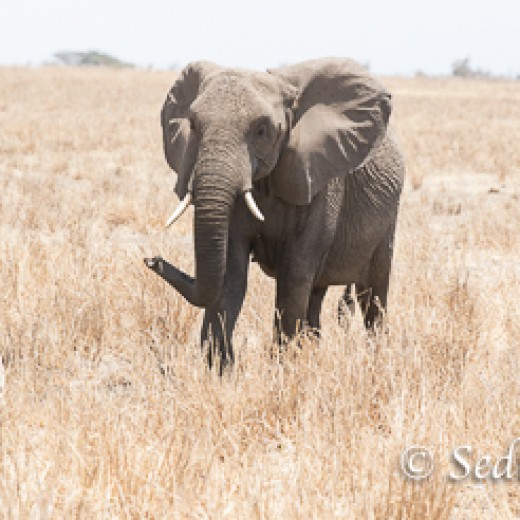Elefant-7881.jpg   Elefanten, Tansania, Serengeti, Safari
Foto: © Johann Sedlmayr - s8-foto.de