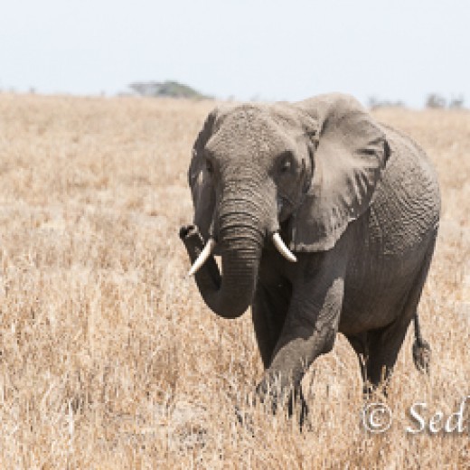 Elefant-7882.jpg   Elefanten, Tansania, Serengeti, Safari
Foto: © Johann Sedlmayr - s8-foto.de
