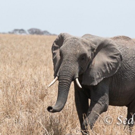 Elefant-7883.jpg   Elefanten, Tansania, Serengeti, Safari
Foto: © Johann Sedlmayr - s8-foto.de