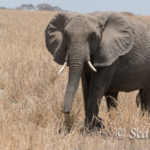 Elefant-7884.jpg   Elefanten, Tansania, Serengeti, Safari
Foto: © Johann Sedlmayr - s8-foto.de