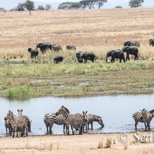 Elefant-7892.jpg   Elefanten, Tansania, Serengeti, Safari
Foto: © Johann Sedlmayr - s8-foto.de