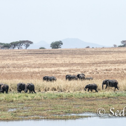 Elefant-7898.jpg   Elefanten, Tansania, Serengeti, Safari
Foto: © Johann Sedlmayr - s8-foto.de