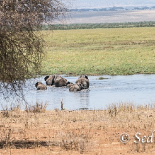 Elefant-7899.jpg   Elefanten, Tansania, Serengeti, Safari
Foto: © Johann Sedlmayr - s8-foto.de