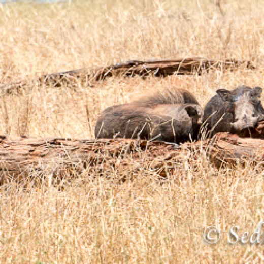 Elefant-7910.jpg   Elefanten, Tansania, Serengeti, Safari
Foto: © Johann Sedlmayr - s8-foto.de