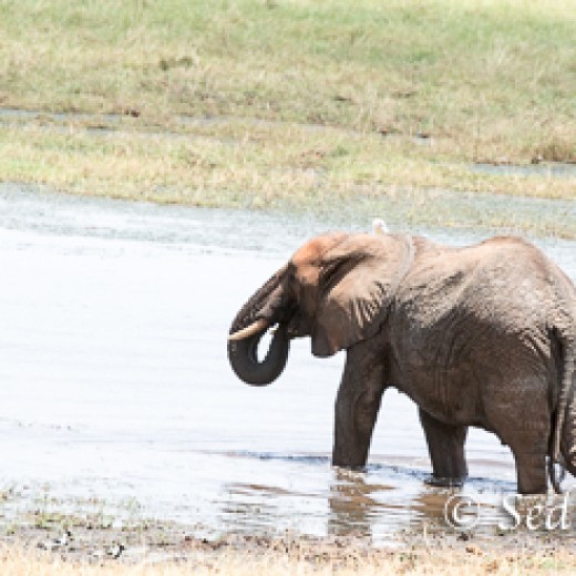 Elefant-7925.jpg   Elefanten, Tansania, Serengeti, Safari
Foto: © Johann Sedlmayr - s8-foto.de