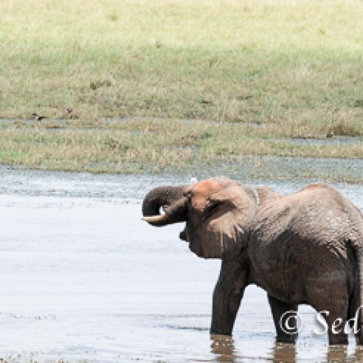 Elefant-7926.jpg   Elefanten, Tansania, Serengeti, Safari
Foto: © Johann Sedlmayr - s8-foto.de