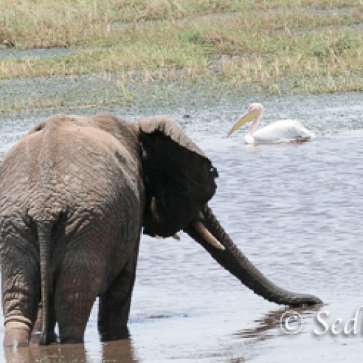 Elefant-7928.jpg   Elefanten, Tansania, Serengeti, Safari
Foto: © Johann Sedlmayr - s8-foto.de