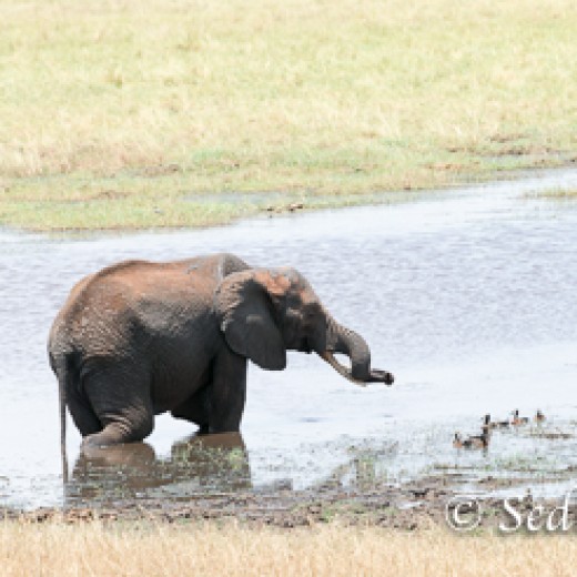 Elefant-7930.jpg   Elefanten, Tansania, Serengeti, Safari
Foto: © Johann Sedlmayr - s8-foto.de