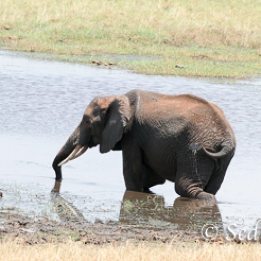Elefant-7931.jpg   Elefanten, Tansania, Serengeti, Safari
Foto: © Johann Sedlmayr - s8-foto.de