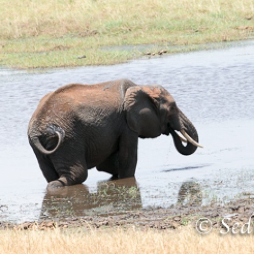 Elefant-7932.jpg   Elefanten, Tansania, Serengeti, Safari
Foto: © Johann Sedlmayr - s8-foto.de