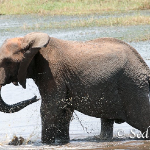 Elefant-7934.jpg   Elefanten, Tansania, Serengeti, Safari
Foto: © Johann Sedlmayr - s8-foto.de