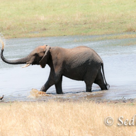 Elefant-7935.jpg   Elefanten, Tansania, Serengeti, Safari
Foto: © Johann Sedlmayr - s8-foto.de