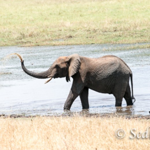 Elefant-7936.jpg   Elefanten, Tansania, Serengeti, Safari
Foto: © Johann Sedlmayr - s8-foto.de