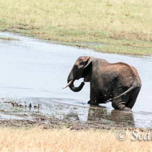 Elefant-7938.jpg   Elefanten, Tansania, Serengeti, Safari
Foto: © Johann Sedlmayr - s8-foto.de