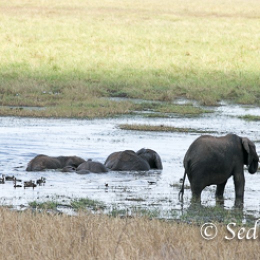 Elefant-7940.jpg   Elefanten, Tansania, Serengeti, Safari
Foto: © Johann Sedlmayr - s8-foto.de