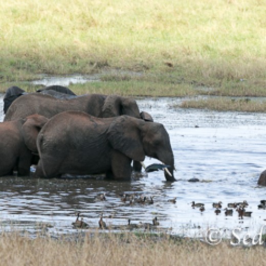 Elefant-7941.jpg   Elefanten, Tansania, Serengeti, Safari
Foto: © Johann Sedlmayr - s8-foto.de