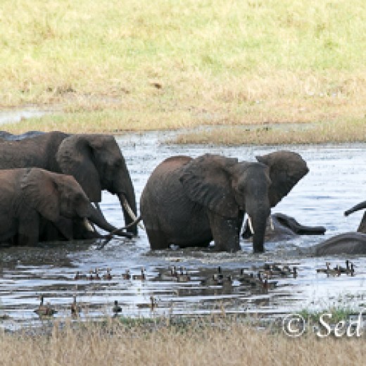 Elefant-7942.jpg   Elefanten, Tansania, Serengeti, Safari
Foto: © Johann Sedlmayr - s8-foto.de