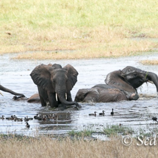 Elefant-7943.jpg   Elefanten, Tansania, Serengeti, Safari
Foto: © Johann Sedlmayr - s8-foto.de