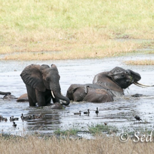 Elefant-7944.jpg   Elefanten, Tansania, Serengeti, Safari
Foto: © Johann Sedlmayr - s8-foto.de
