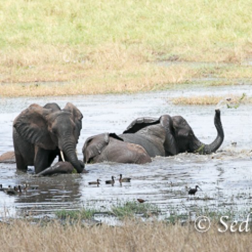 Elefant-7945.jpg   Elefanten, Tansania, Serengeti, Safari
Foto: © Johann Sedlmayr - s8-foto.de