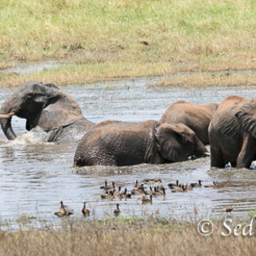 Elefant-7946.jpg   Elefanten, Tansania, Serengeti, Safari
Foto: © Johann Sedlmayr - s8-foto.de